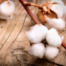 cottonflower