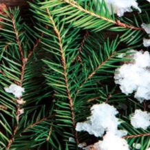 fir