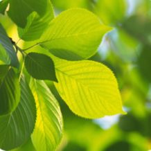 freshleaves