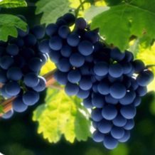 grape