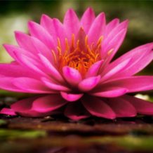 lotus
