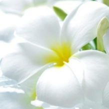 whiteflower
